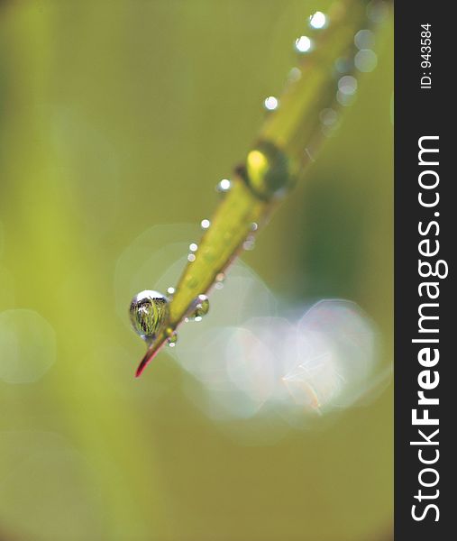 Plant with waterdrops Details