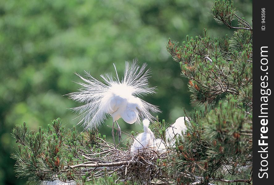 Bird with Tree Details