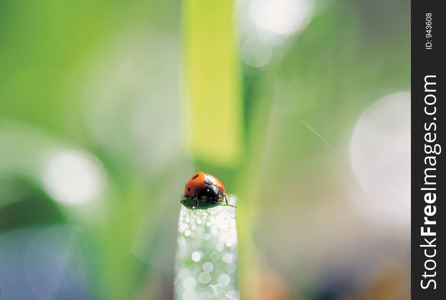 Ladybird on Leaf