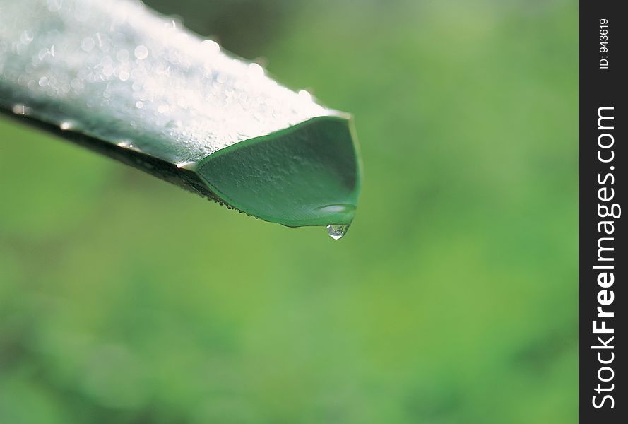 Aloe With Waterdrops