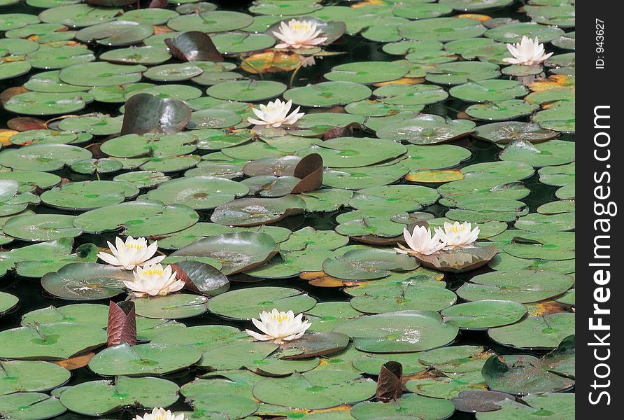 Leaves On Water