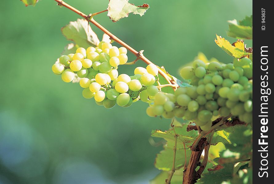 Grapes with Cane Details