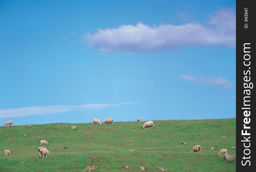 Sheeps On Ground