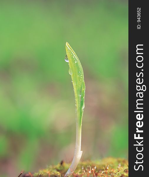 Waterdrops With Grass