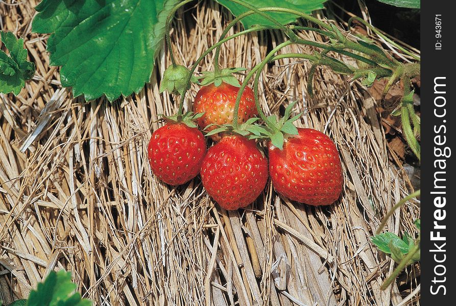 Strawberry On Straw