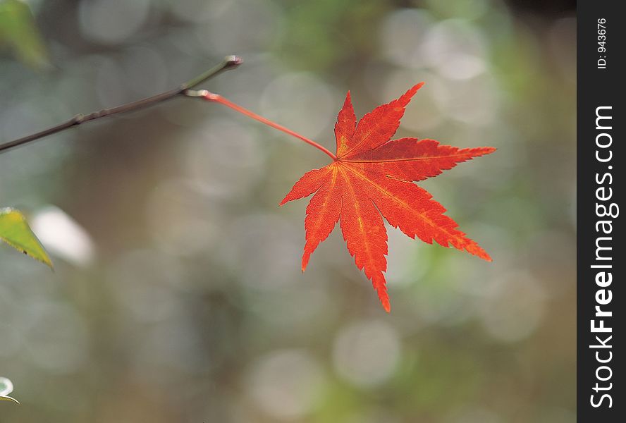 Maple with Branch Details