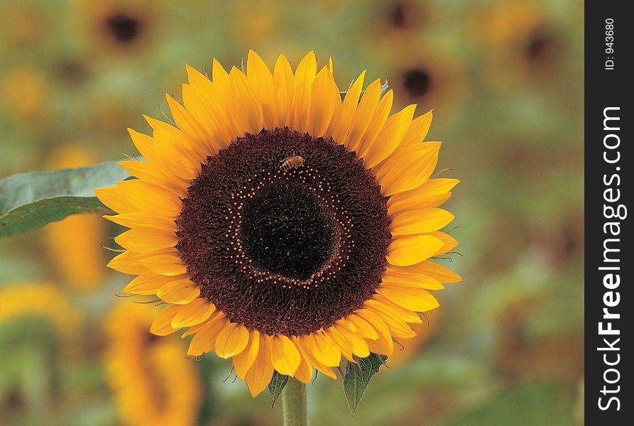 Sunflower on Branch Details