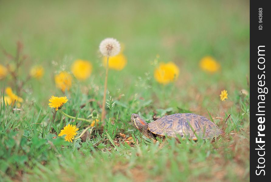 Turtle with Flowers Details