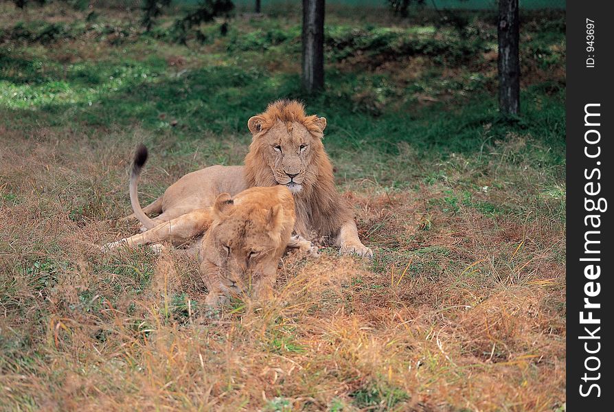 Lion On Grass