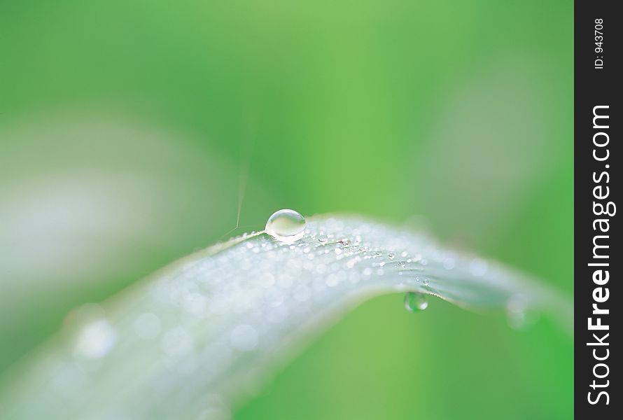 Waterdrops At Nature