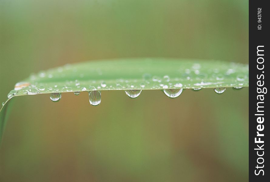 Dew and Leaf Details