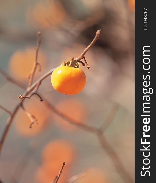 Persimmon And Branch