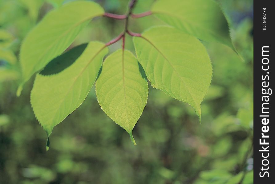 Leaves and Branch Details