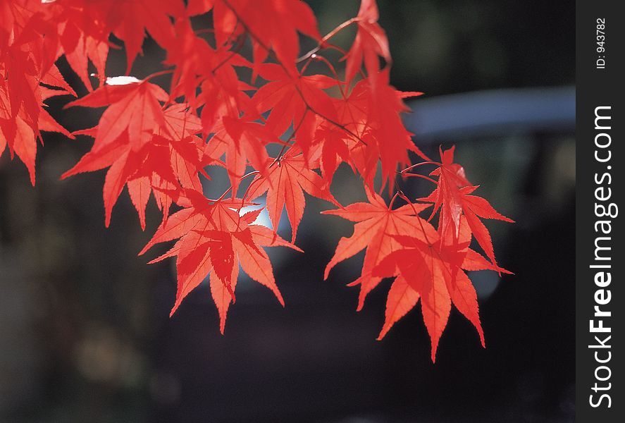 Red Maple Details