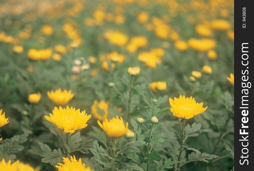 Flower And Leaves