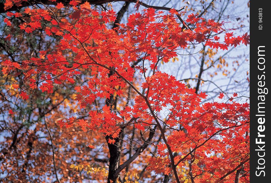 Maple and Tree Details