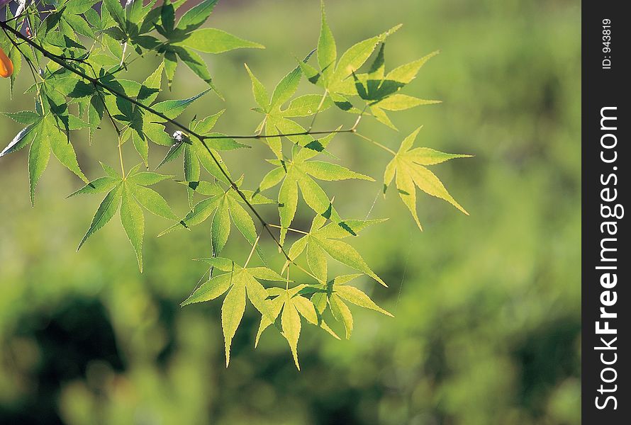 Leaves At Branch