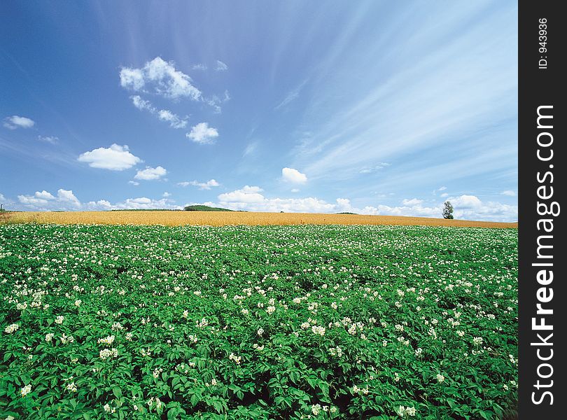 Flower And Rice