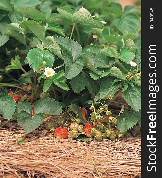 Strawberries with Leaves