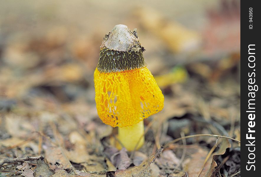 Mushroom on Leaves