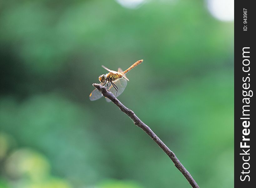 Dragonfly With Cane