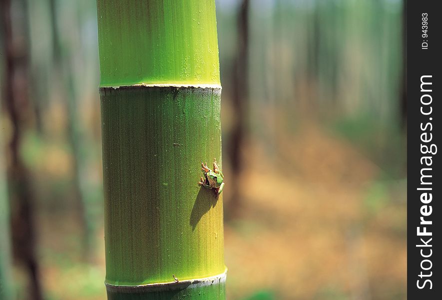 Frog On Bamboo