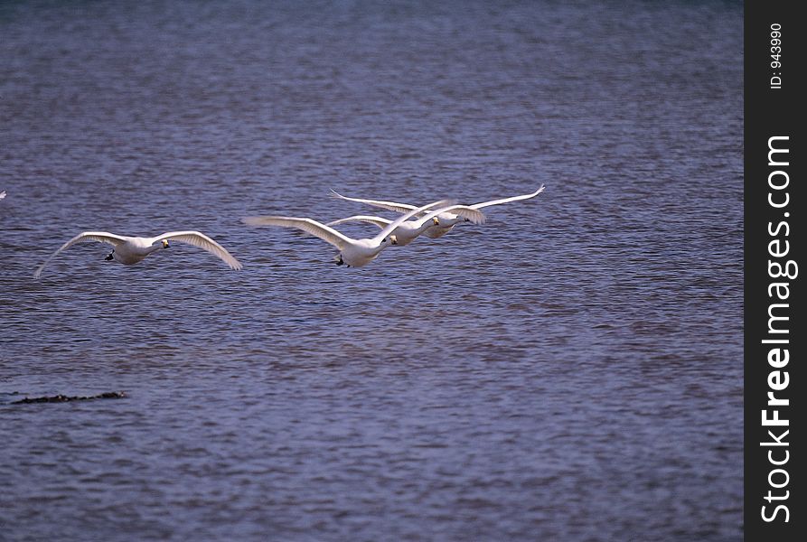 Birds And Sea