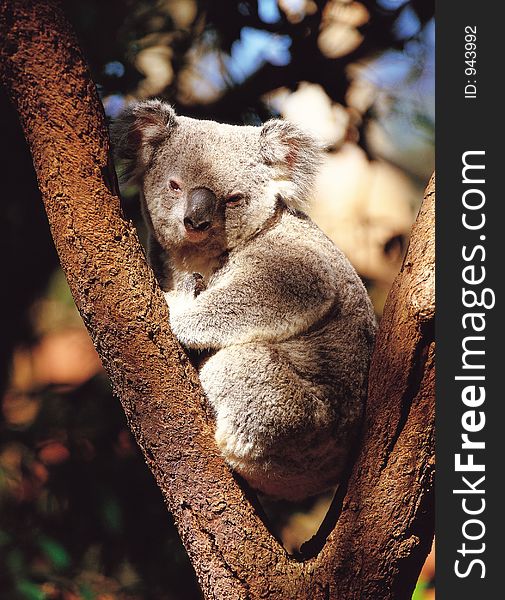 Koala With Tree