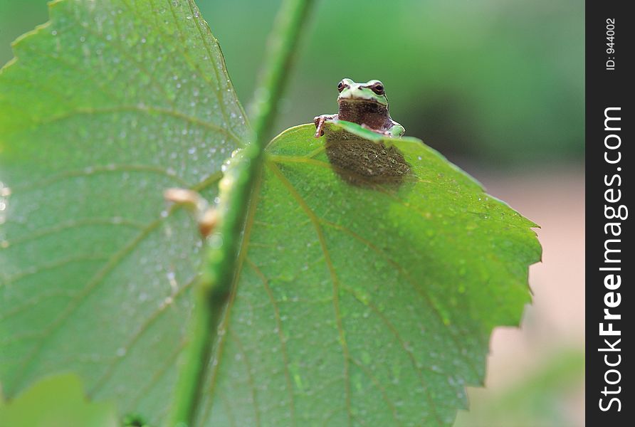 Frog And Leaf