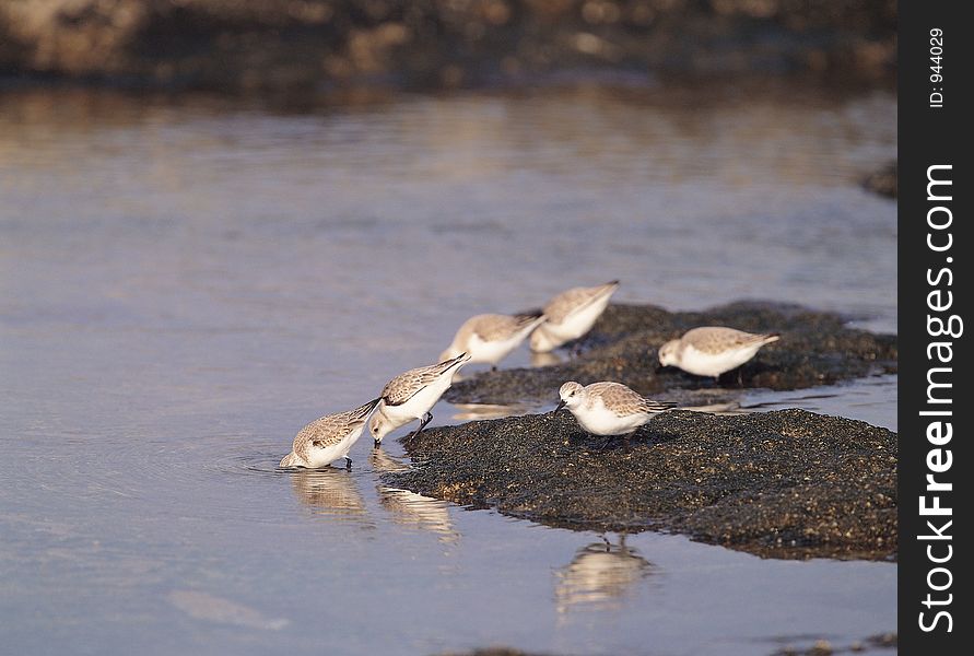 Birds And Sand