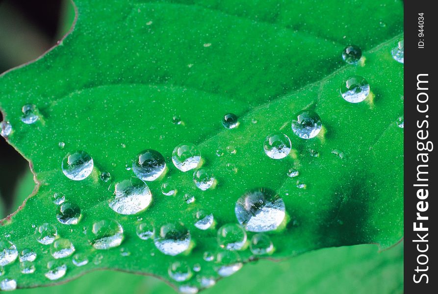 Dews On Leaf