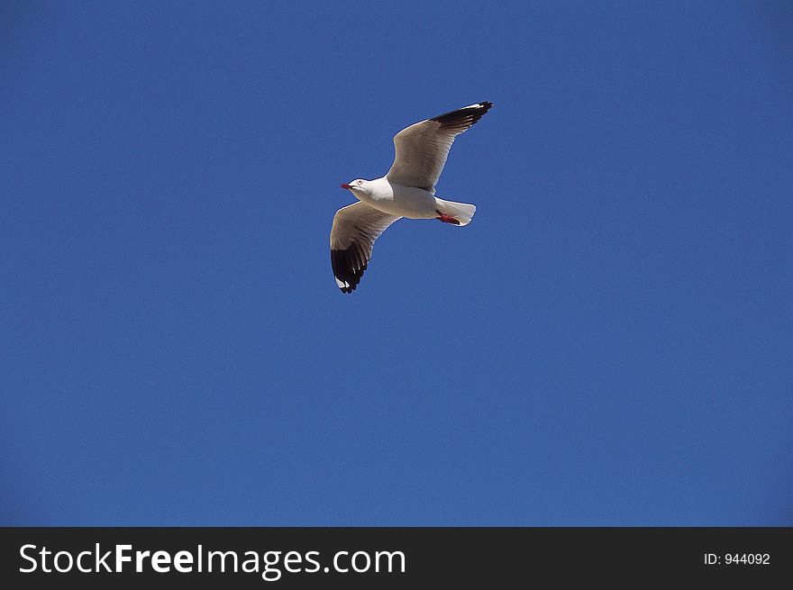 Bird And Sky