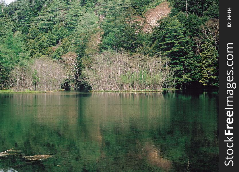 Forest beside Lake Details