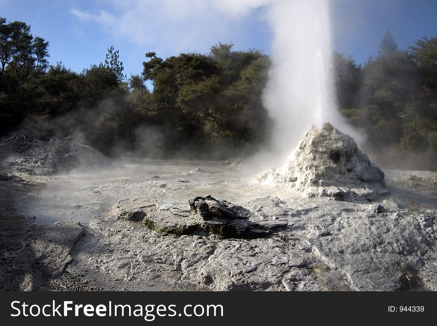 Whoosh! Eruption of Lady Knox geyser in Rotorua, New Zealand