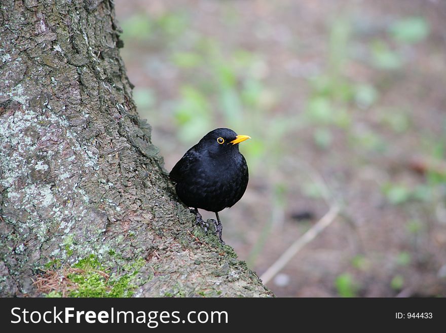 Little blackbird sitting on a trunk. Little blackbird sitting on a trunk.