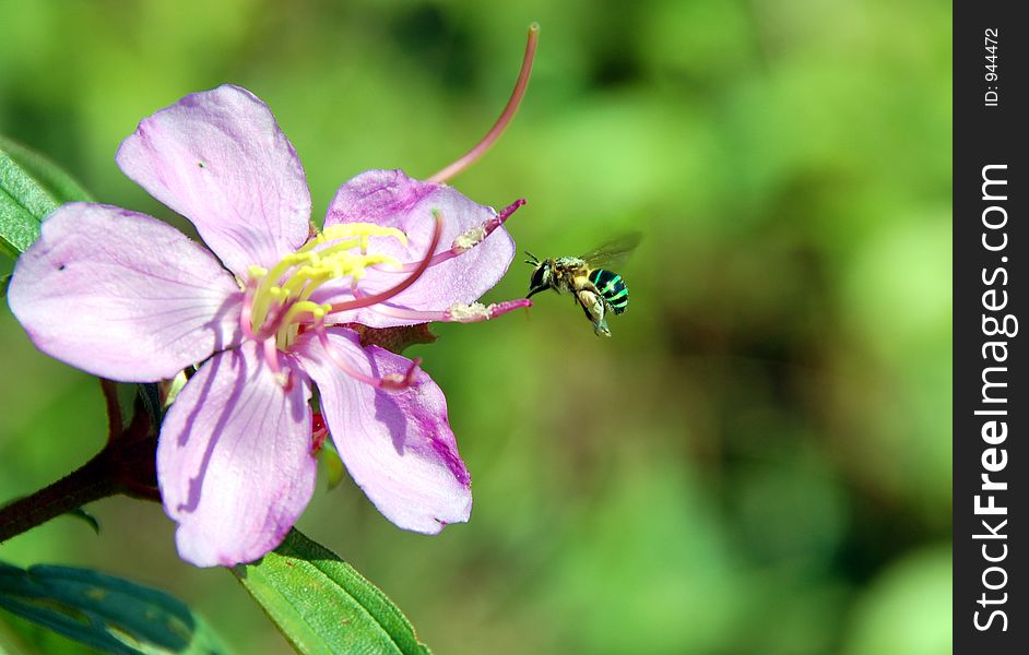 Bee harvesting pollen. Bee harvesting pollen