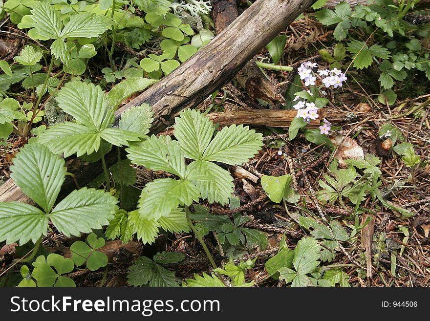 Forest vegetation