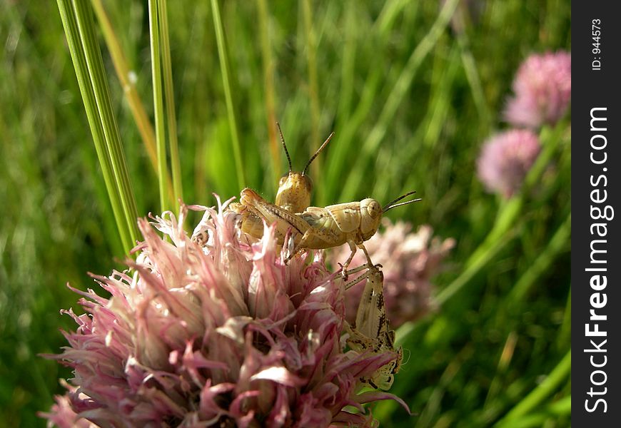 Grasshoppers On A Flower