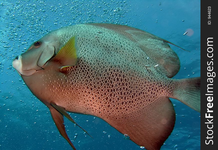 Fish and corals red sea