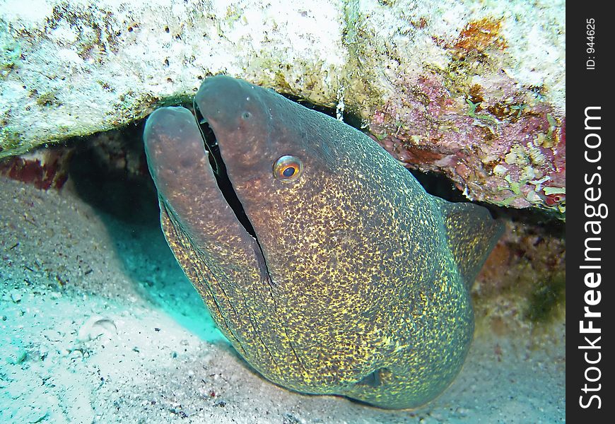 Fish and corals red sea