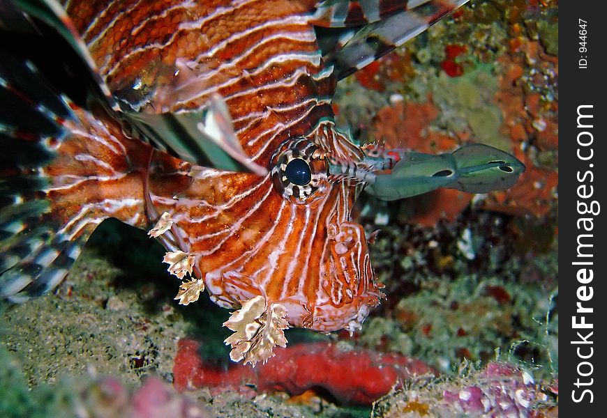 Fish and corals red sea