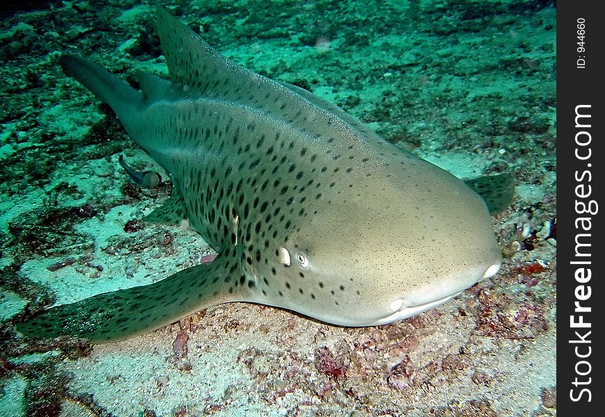 Fish and corals red sea