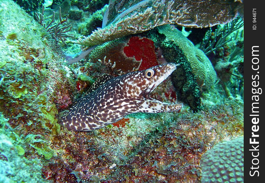 Fish and corals red sea