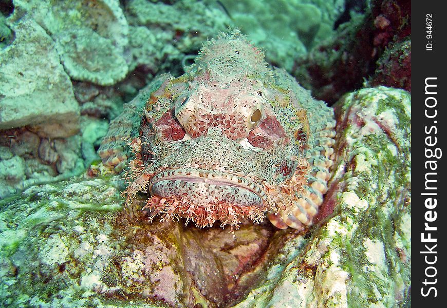 Fish and corals red sea