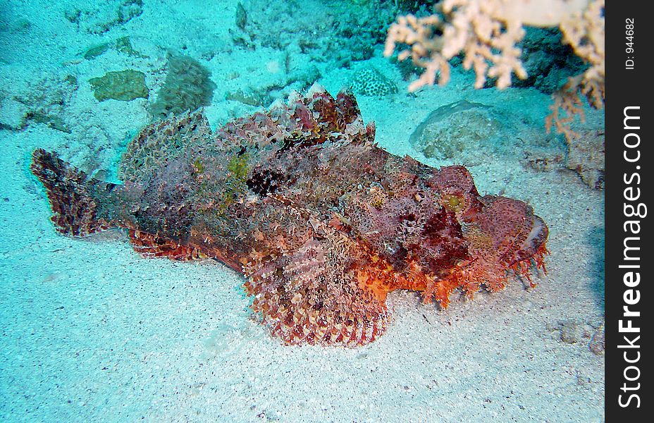 Fish and corals red sea