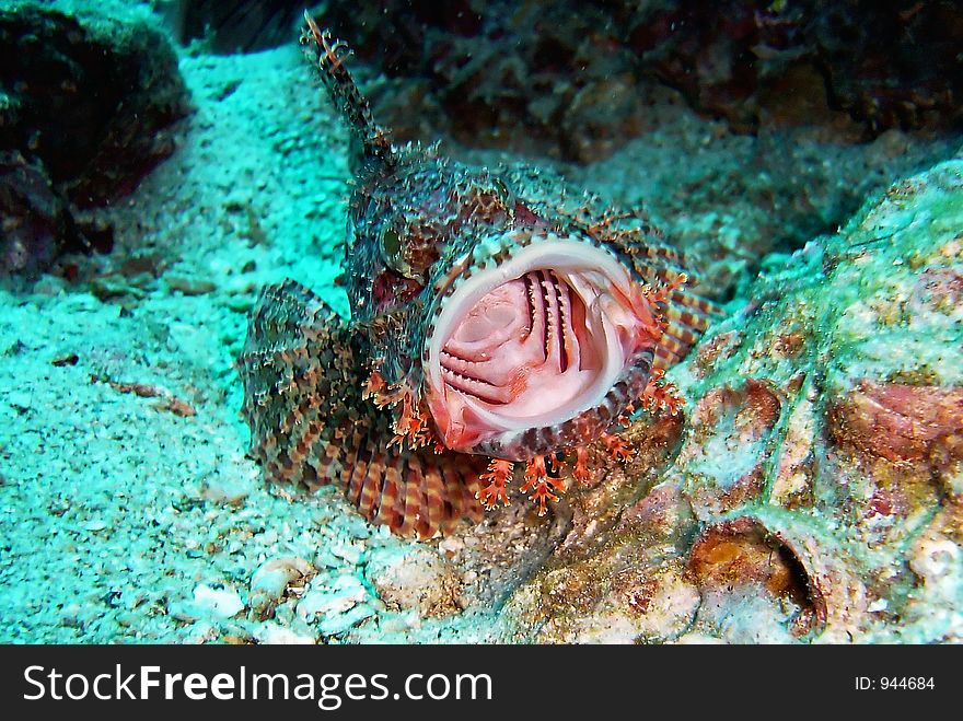 Fish and corals red sea