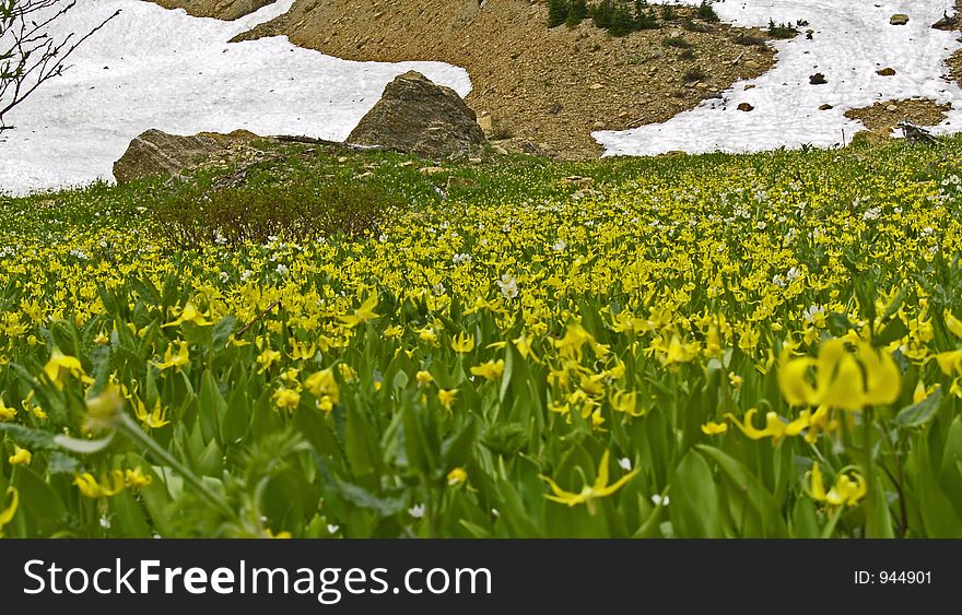 This image of the wildflower meadow filled with Glacier Lilies and a few western Anemones was taken in an alpine area of western MT. This image of the wildflower meadow filled with Glacier Lilies and a few western Anemones was taken in an alpine area of western MT.