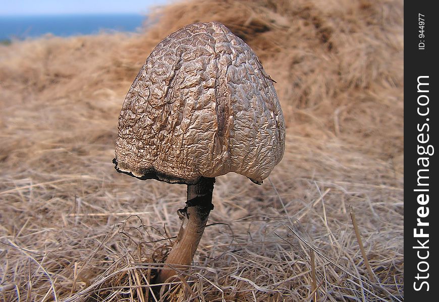 A lone mushroom growing amongst some spread out hay at the top of the sea cliffs. A lone mushroom growing amongst some spread out hay at the top of the sea cliffs.