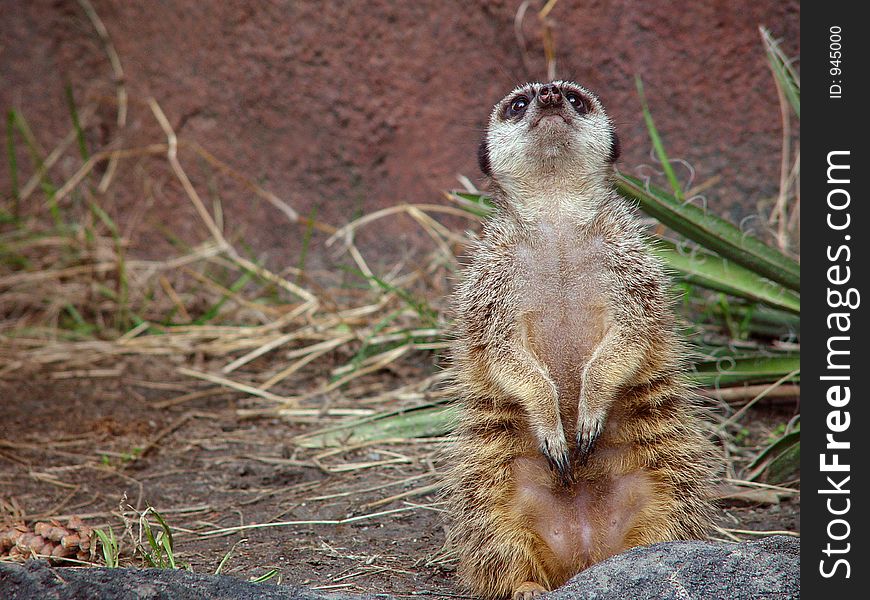 Meerkat looking up