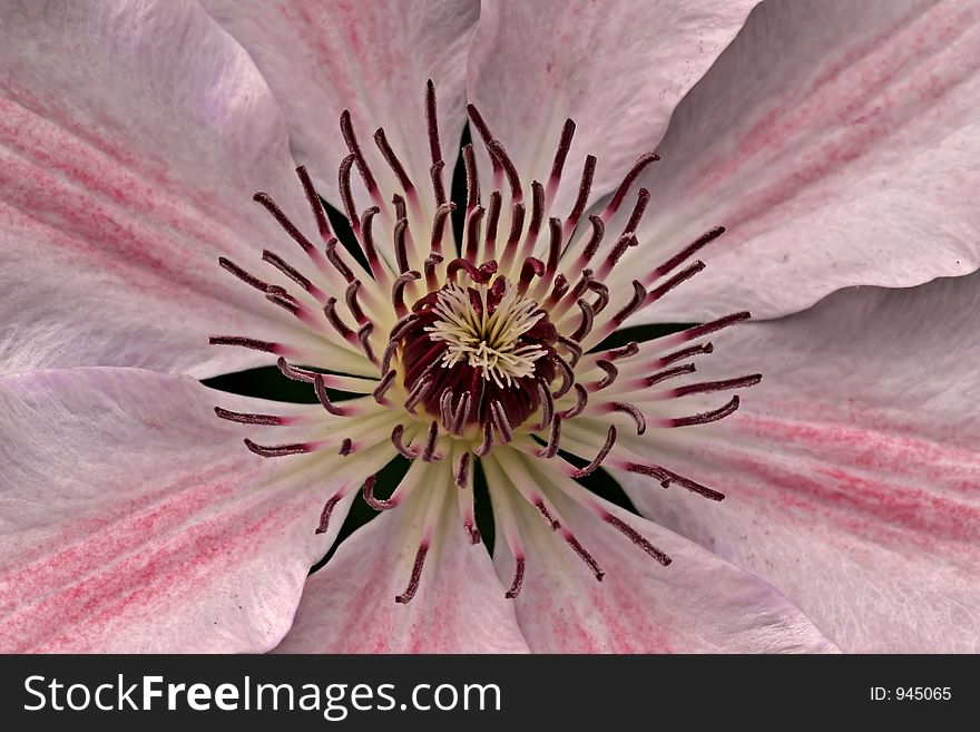 A clematis macro